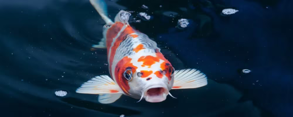 Untitled design.webp